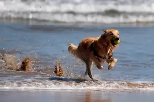 Vacaciones con mascotas: Qu deberas tener en cuenta?, mir estos consejos para un viaje seguro