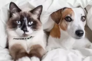 Cmo evaluar si tu mascota est lista para traer un nuevo amigo a casa?