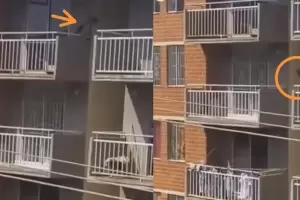 Con sed y calor: Un perro se lanz al vaco desde un quinto piso
