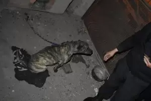 Maltrato Animal: Encontraron un perro atado y en estado de desnutricin