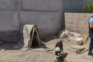 Allanan en un domicilio y rescatan tres perros en estado de abandono