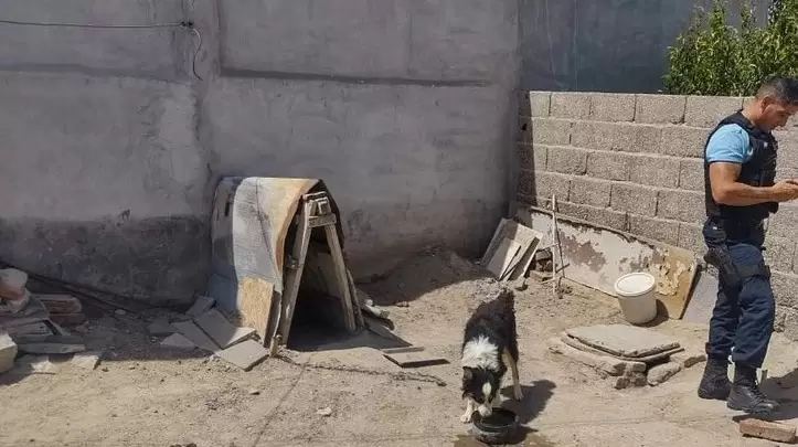 Allanan una casa y rescatan tres perros abandonados