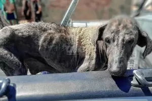 Tres perras fueron rescatadas de una cruel situacin de abandono