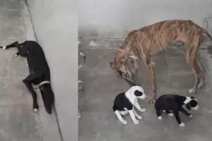 Detuvieron a dos hombres que llevaban cuatro galgos encerrados en el bal del auto