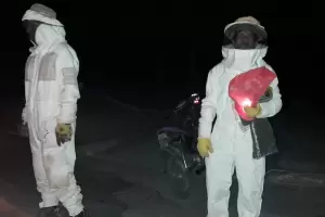 Abejas africanizadas atacaron a menores en Colpes: varios fueron hospitalizados