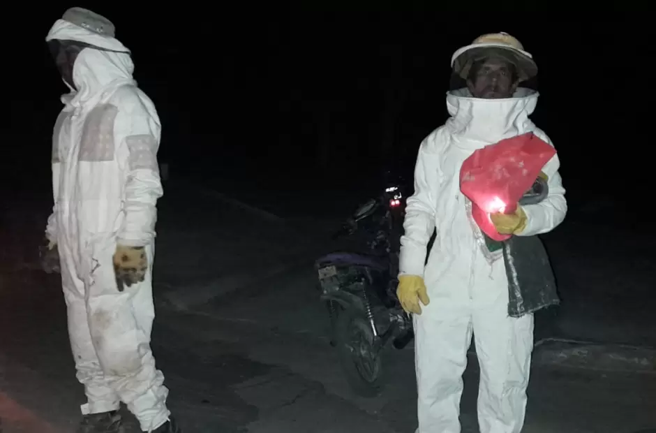 Las abejas se ubicaron en columnas del tendido de luz