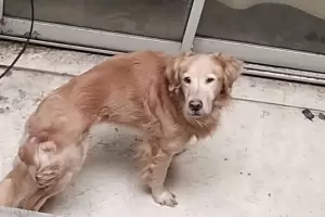 Sobrevivi gracias a vecinos: Un hombre se fue de vacaciones y abandon a su perro