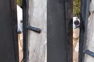 Denuncian que un galgo est abandonado hace ms de 6 meses y llora todo el da