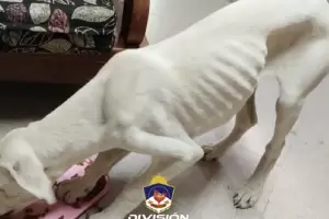 Rescataron a tres perros que eran vctimas de maltrato animal