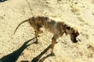 Rescataron a un perro que era vctima de maltrato animal