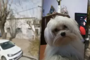 Fracturas, gritos y alarma: Una peluquera canina acusada de maltrato animal