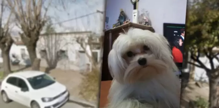 Fracturas, gritos y alarma: cmo muri Bolt en la peluquera acusada de maltrato animal?