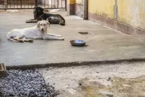 Maltrato animal: Rescataron a 12 perros en malas condiciones en un falso refugio