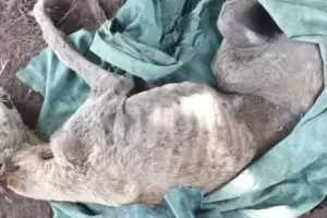 Una perra fue enterrada viva y sus dueos enfrentan penas de entre 15 das a un ao de prisin