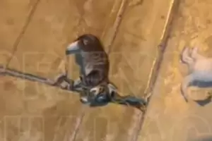 Maltrato Animal: Caus la muerte de tres gatos tras arrojarlos desde un tercer piso