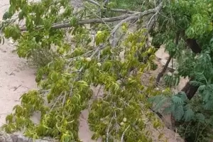 Fuertes vientos causaron estragos en la produccin de Fiambal