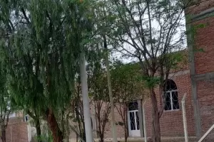 Nuevo ataque de abejas, esta vez en Santa Mara