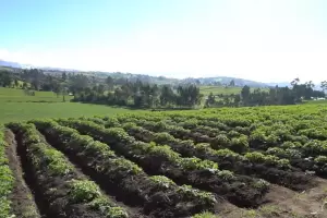 Vecinos de Aconquija denuncian a paperos por uso de agroqu�micos ilegales