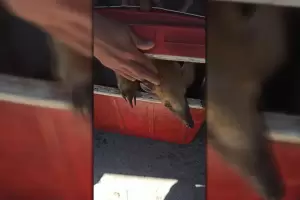 Denunciaron un hombre que intent robar un oso hormiguero