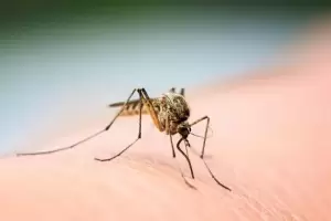 Aumento de casos de dengue: Cmo actuar ante los sntomas y cundo consultar un mdico