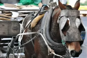 Detuvieron a un hombre por golpear a un caballo con un hierro