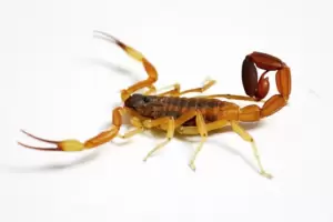 "Ojo con los ponzoosos", Cmo prevenir picaduras o mordeduras durante estas vacaciones?