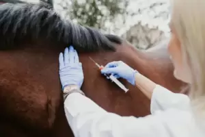 Establecen la vacunacin obligatoria contra la encefalomielitis equina en todo el pas