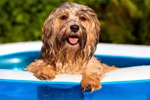 Qu precauciones tens que tomar con tu mascota para evitar que sufra un golpe de calor