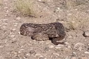 Liberan a una vbora Lampalagua