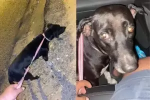 Denuncian caso de abuso animal, Un hombre fue grabado mientras violaba a una perrita