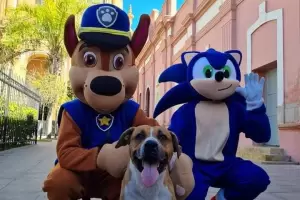 Falleci Globito, el perrito callejero amado por los catamarqueos