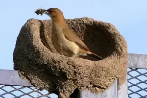 Fascinante: Qu significa que un hornero construya su nido en tu casa?
