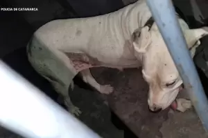 Resguardaron un Dogo Argentino en estado de abandono