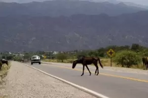 La Paz: Un automovilista muri  tras chocar contra un caballo