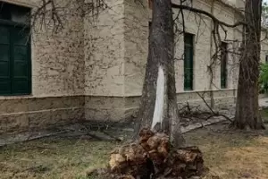 Un rbol de gran porte cay en la Casa de la Cultura en Fray Mamerto Esqui
