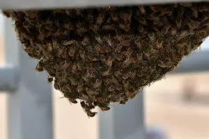 Tragedia: un hombre falleci tras ser atacado por un enjambre de abejas