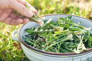 Chau analgsicos?: Mir la hierba medicinal que ayuda a calmar la artrosis y termina con los dolores musculares