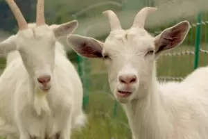 Vecinos de Los Altos denunciaron un envenenamiento masivo de animales