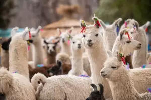 Febrero se despide con todo: se viene la Feria de la Puna y ms festivales