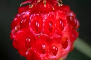 La fruta que fortalece los huesos, produce ms colgeno y combate los dolores musculares