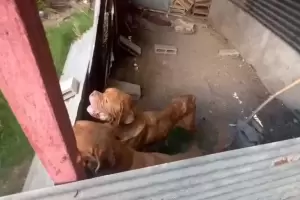 Desmantelan un criadero de perros dogo desnutridos y lastimados