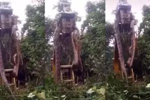 Increble pero real: encontraron una anaconda de casi 450 kilos y 10 metros de largo