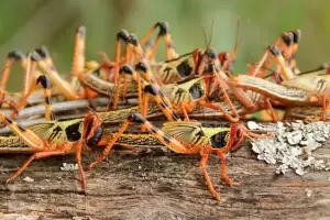 Plaga de langostas: declaran alerta fitosanitaria y Catamarca est includa