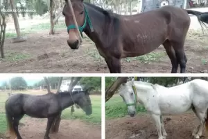 Policas secuestraron tres caballos que estaban sueltos en la Ruta
