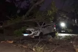 Casi una tragedia: �rbol aplast� un autom�vil en Andalgal�