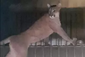 Un puma suelto en una ciudad caus pnico al esconderse en una casa