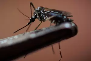 Un nio de 6 aos falleci por dengue en Santa Fe y suman 80 los muertos por la enfermedad en Argentina