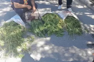 Policas secuestran ms de 7 kg de marihuana y hay un detenido