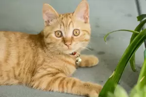 Cules son los alimentos prohibidos que no puede consumir tu gato