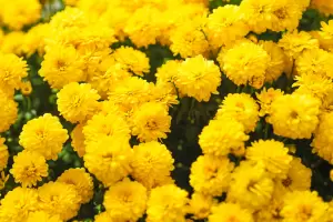 21 de marzo: Por qu se regalan flores amarillas en esta fecha?